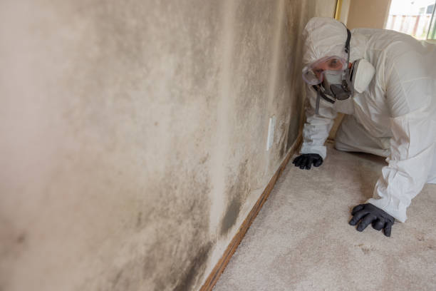 Best Biohazard Mold Removal  in Galeville, NY